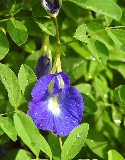 VITAMIN BOOST COLD PROCESSED FACE & BODY SOAP BLOCK