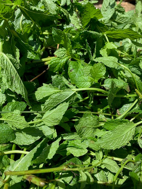CALENDULA & MINT COLD PROCESSED SHAVING SOAP