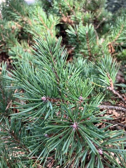 PINE NEEDLES COLD PROCESSED  WHIPPED SHAVING SOAP